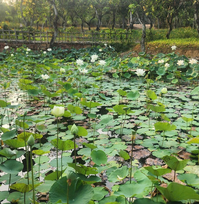 Bởi hương sen tinh khiết
