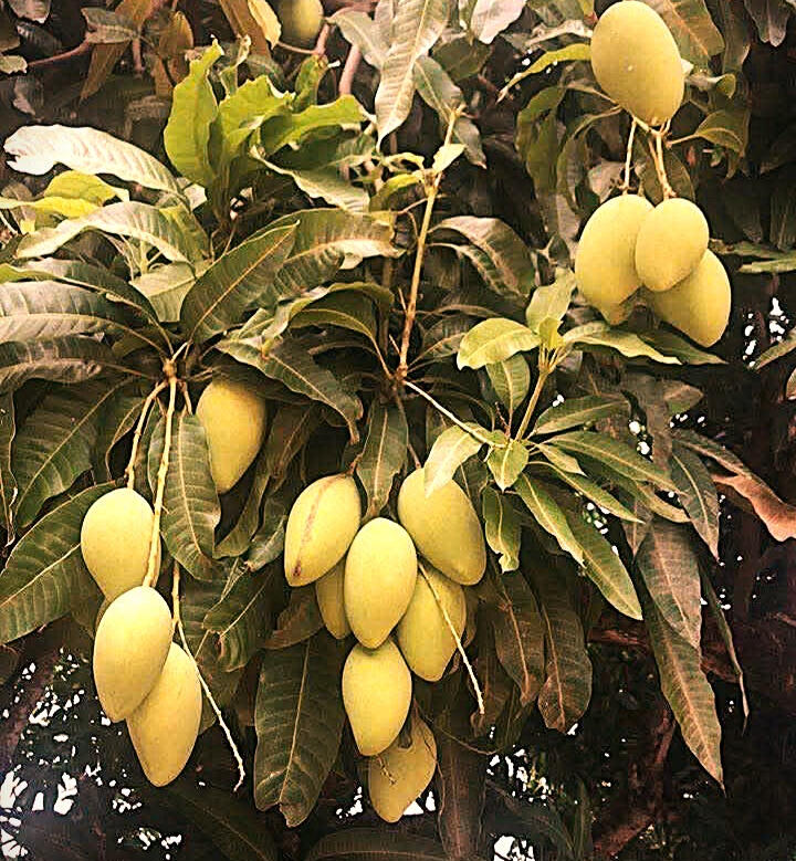 Bằng vị ngọt đậm đà